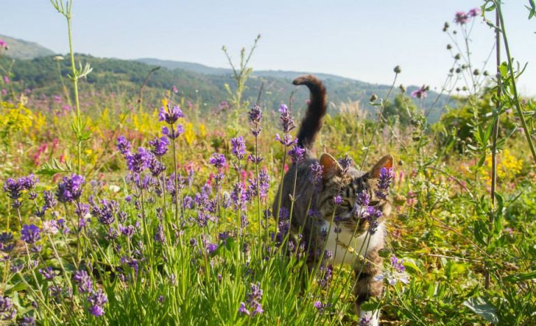 11742629 10153708677263322 1617275224854273233 n 768x468