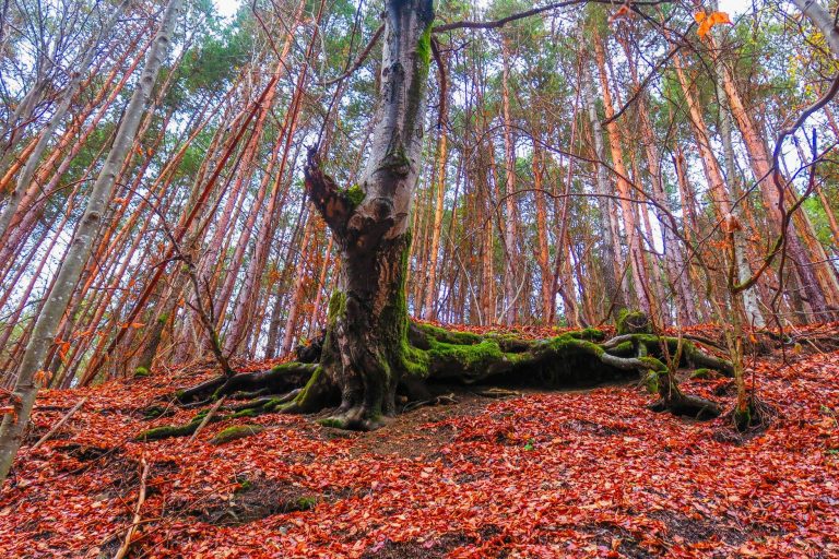 47573436 10157182159613322 8016715676716630016 o 768x512