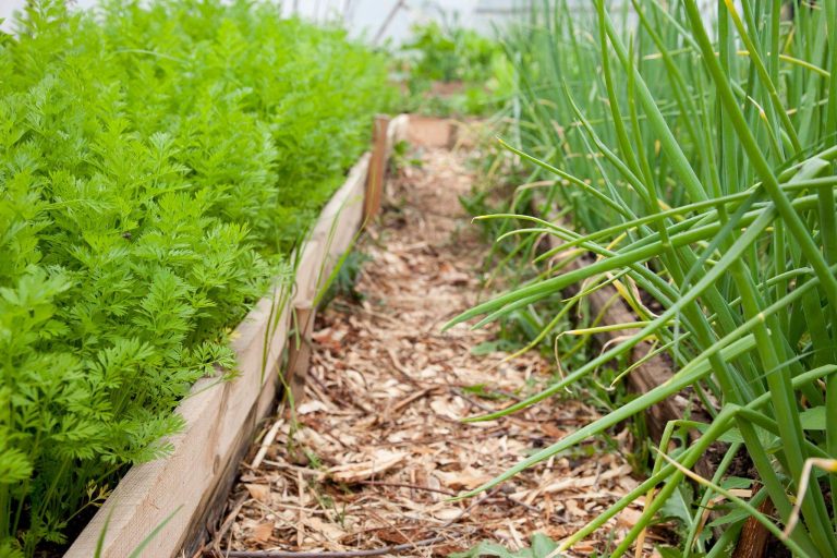 49947573 2085042394921334 7000653111723294720 o 768x512