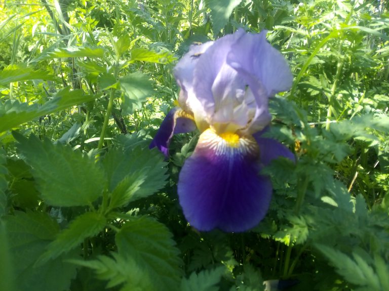 IMG 20180511 110456 768x576