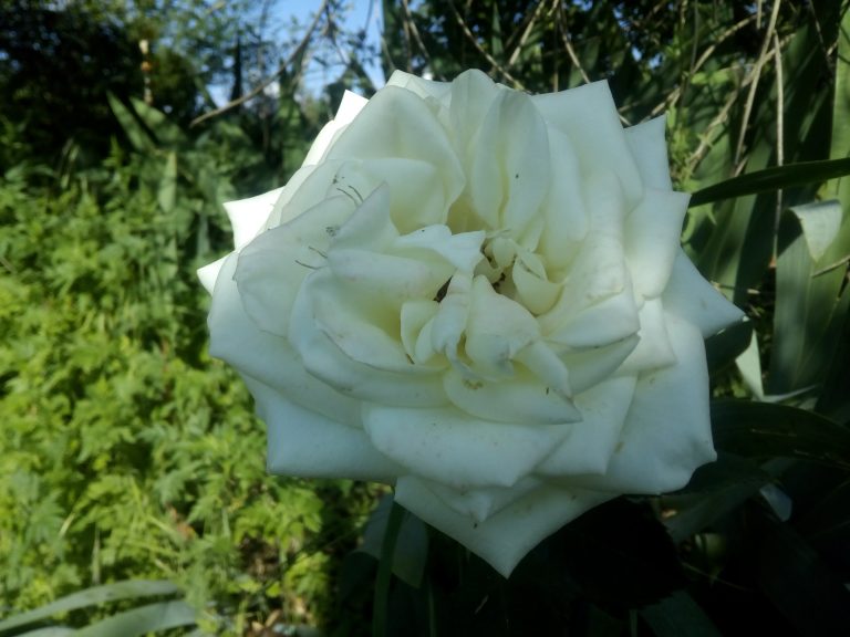 IMG 20180520 164640 768x576