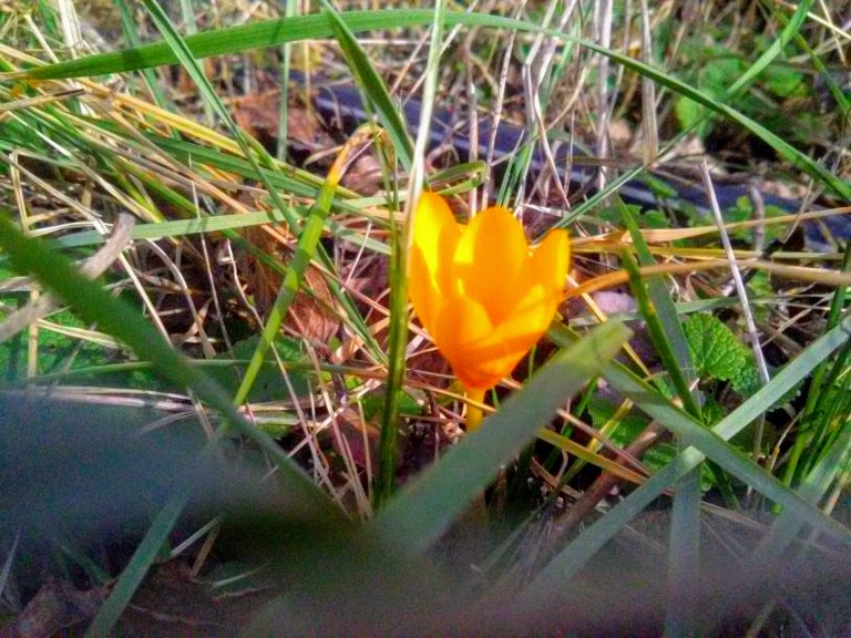 IMG 20200204 134120 EFFECTS 768x576