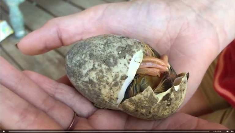 11187773 1139583822725771 1352683986655467412 o 1 768x434