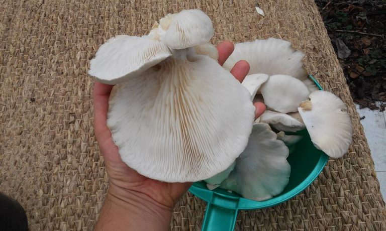 12401807 1307605339256951 3036523641556136728 o 1 768x460