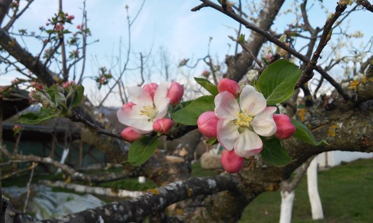 12525467 1368036259880525 129018825276152400 o 768x460