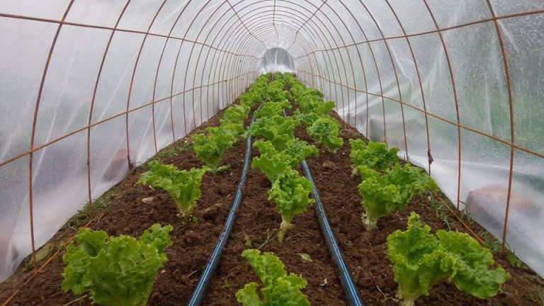 23415627 2222603807757095 6869583616821258493 o 1 768x432