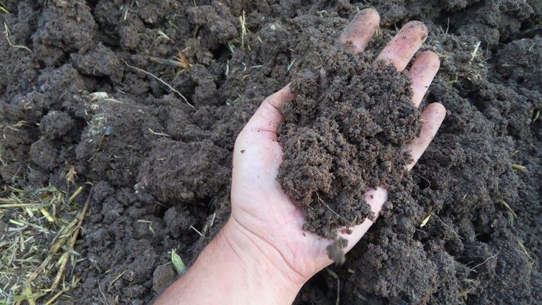 36176066 2577347748949364 2316704869836128256 o 768x432