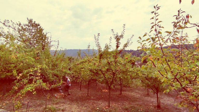 243131170 924696684795055 8331952593318772209 n 1 768x433